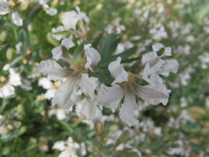 White goodenia