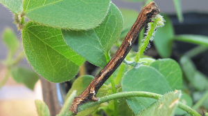 This twig is a caterpillar! | Vale Park Our Patch